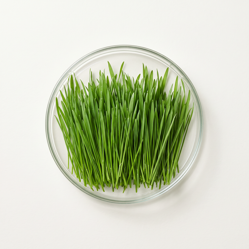 Cat Grass